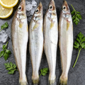 Small Sea Fish